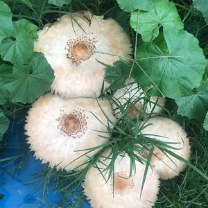 Agaricus impudicus