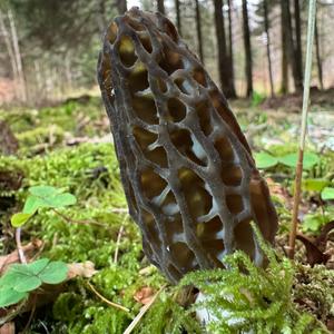 Black Morel