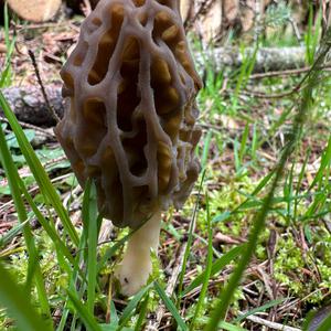 Black Morel