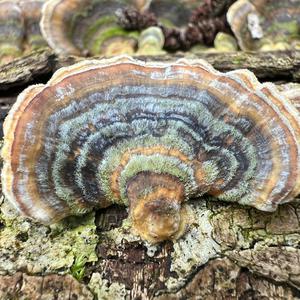 Turkey-tail