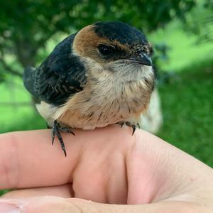 Red-rumped Swallow