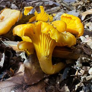 Chanterelle, Common