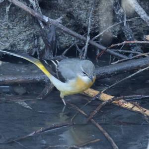 Grey Wagtail