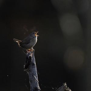 Winter Wren