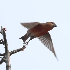 Red Crossbill