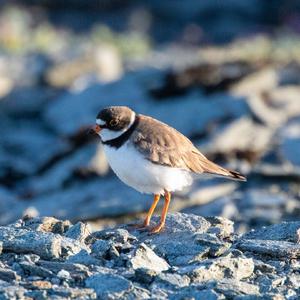 Semipalmated Plover