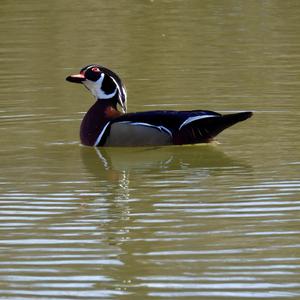 Wood Duck