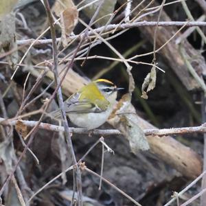 Firecrest