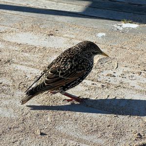 Common Starling