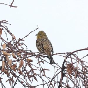 Yellowhammer