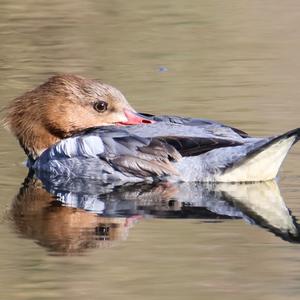 Common Merganser