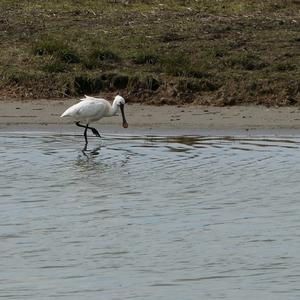 Eurasian Spoonbill