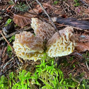 Black Morel