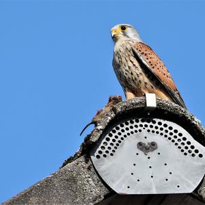 Common Kestrel