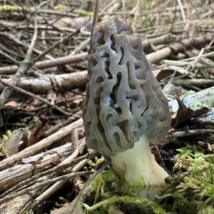 Black Morel