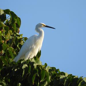 Snowy Egret