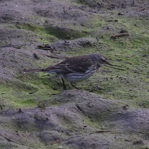 Water Pipit