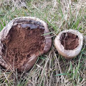 Mosaic Puffball