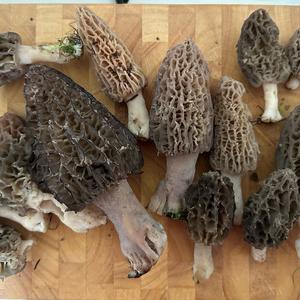 Black Morel