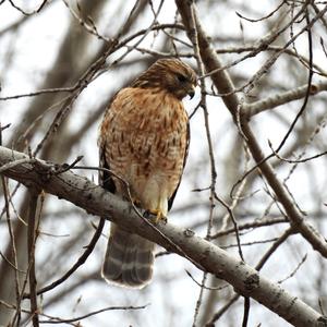 Red-shouldered Hawk