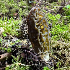 Black Morel