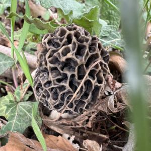 Yellow Morel