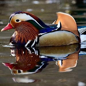 Mandarin Duck