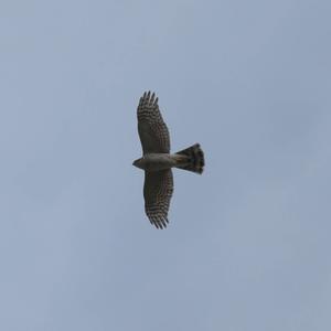 Eurasian Sparrowhawk