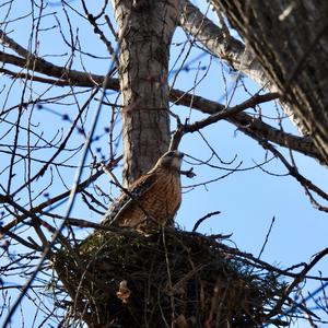 Red-shouldered Hawk