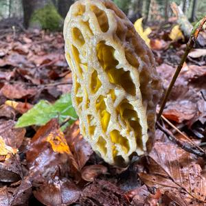 Black Morel