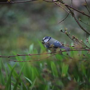 Blue Tit