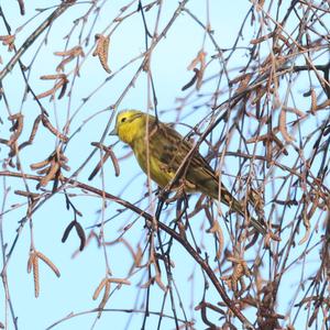 Yellowhammer