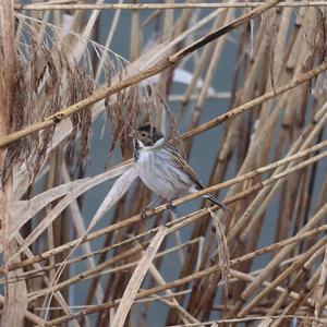 Reed Bunting