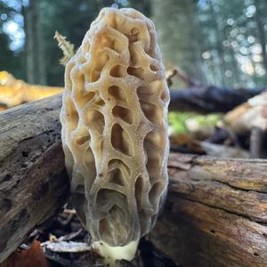 Black Morel