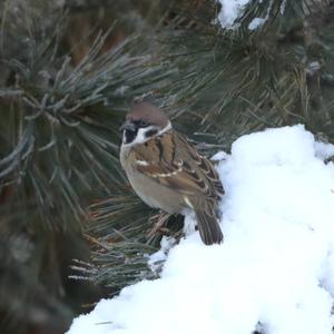 Eurasian Tree Sparrow