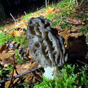 Black Morel