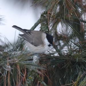 Marsh Tit