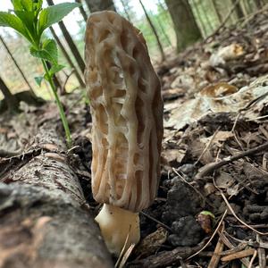 Black Morel