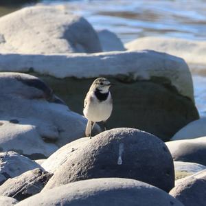 White Wagtail