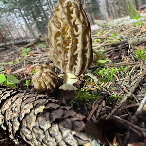 Black Morel