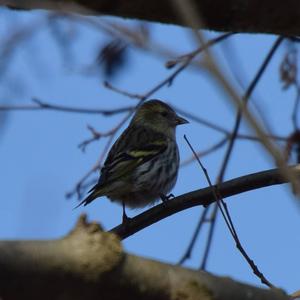 Eurasian Siskin