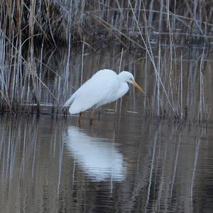 Great Egret