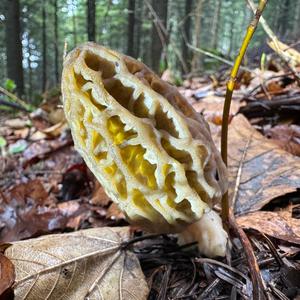 Black Morel