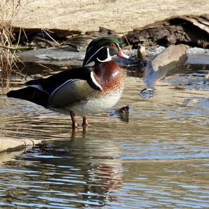 Wood Duck