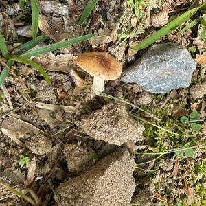 Unknown Species