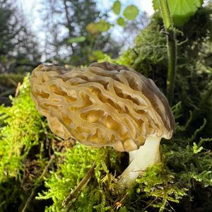 Black Morel