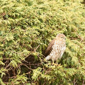 Cooper's Hawk