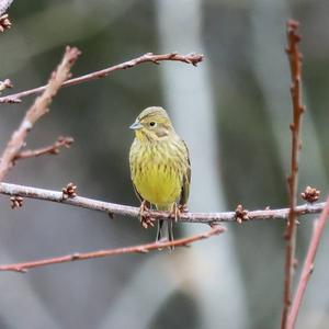 Yellowhammer