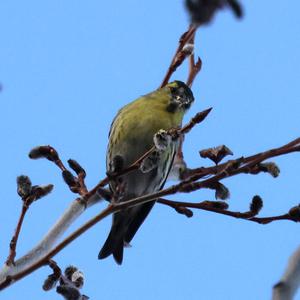 Eurasian Siskin