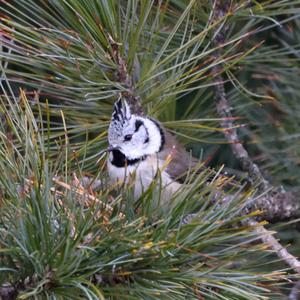 Crested Tit